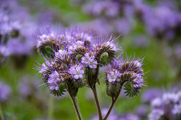 bee on a flower