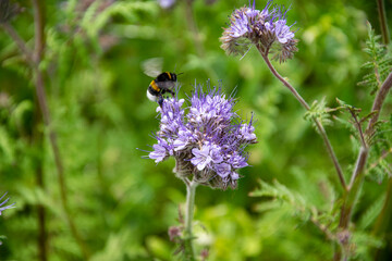 bumblebee on a flower
