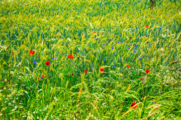 field of poppies