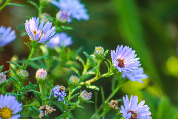 Wildflowers 