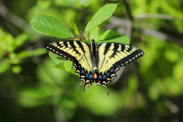 butterfly on leaf