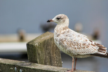 Seagull at the Pier