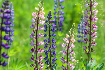 Wild Lupines in Maine 