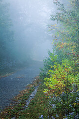 Misty morning walk in Maine 