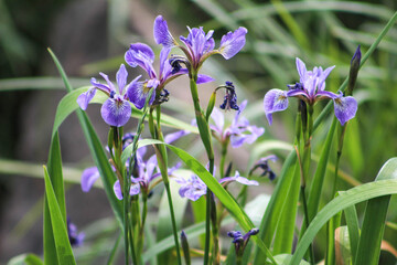 Wild Irises in Maine 