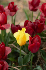 Beautiful colorful tulips
at the tulip festival.
Beauty of nature. Spring, youth, growth concept.