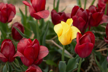 Beautiful colorful tulips
at the tulip festival.
Beauty of nature. Spring, youth, growth concept.