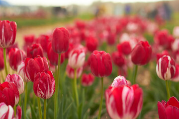 Beautiful colorful tulips
at the tulip festival.
Beauty of nature. Spring, youth, growth concept.