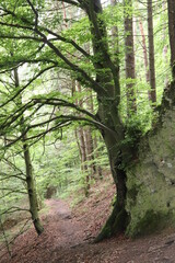 Wanderweg wandern Fränkische Schweiz Fels Wald
