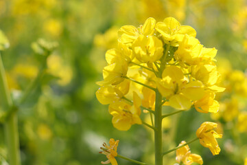 菜の花 黄色 花畑 優美 美しい 優美 可憐 落ち着いた 春