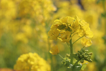 菜の花 黄色 花畑 優美 美しい 綺麗 かわいい パステル 満開 