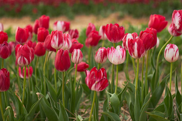 Beautiful colorful tulips
at the tulip festival.
Beauty of nature. Spring, youth, growth concept.