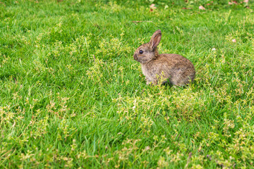 spring rabbit in a green field Easter symbol beautiful April background