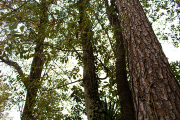 Fototapeta premium tree in the forest