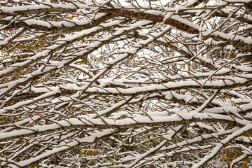snow covered branches after snowfall