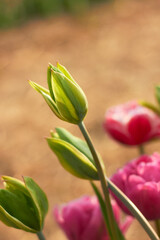 Pink tulips in full bloom
at the tulip festival. 
Beauty of nature. Spring, youth, growth concept.
