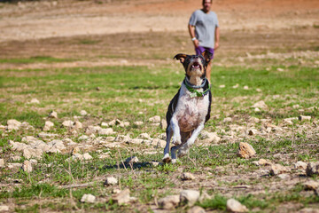 black and white dog running on a green meadow