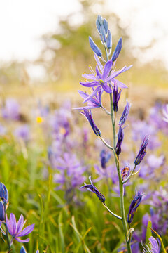 close up of a wildflower field of camas