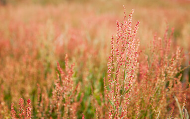 colourful wildfower field near Vancouver, BC, Canada