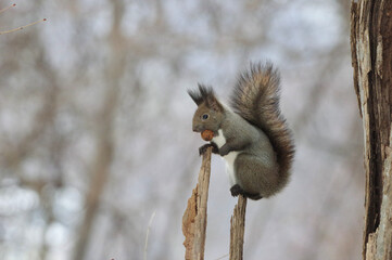 Blessing, squirrel on a tree in Sapporo, Japan　胡桃とエゾリス　冬の北海道札幌
