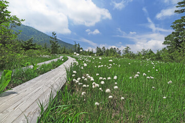 Fototapeta premium 新緑の尾瀬 木道の周りにはたくさんのワタスゲが咲く