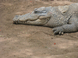 An adult crocodile with its jaws open and tooth visible resting 