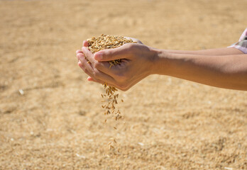 Farmer's hand holding paddy rice after harvest,soft focus.