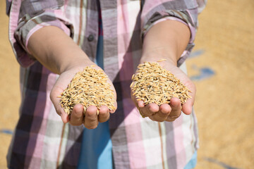 Farmer's hand holding paddy rice after harvest,soft focus.