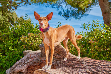 Fototapete bei efototapeten.de bestellen   