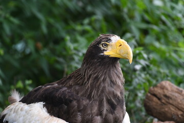 Obraz premium オオワシ