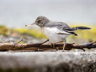 A baby wagtail playing a leaf.