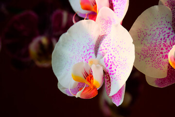White with purple orchid flower