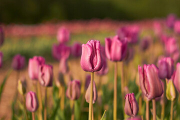 Obraz premium Pink tulips in full bloom at the tulip festival. Beauty of nature. Spring, youth, growth concept.