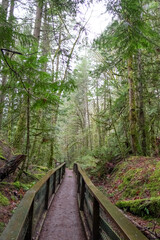 wooden bridge in the forest