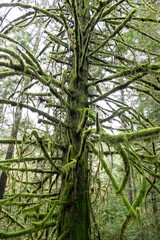 Fototapeta premium moss choked and covered branches in a cedar forest, Vancouver Island, BC, Canada