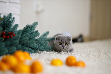   fluffy Scottish Fold kitten lies on a fluffy beige carpet and plays with orange tangerines. Holidays concept, pets. Christmas tree with toys is on background