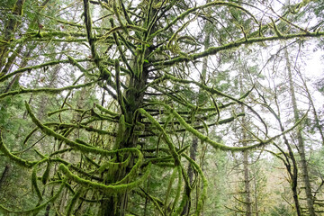 moss choked and covered branches in a cedar forest, Vancouver Island, BC, Canada