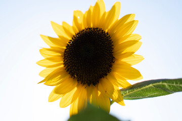 Obraz premium sunflower of sky