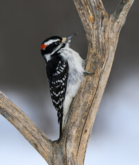 Male Hairy Woodpecker Perched on Dead Tree Branch in Winter on Gray Background