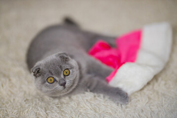 a beautiful fluffy Scottish Fold kitten lies on a fluffy beige carpet and plays with traditional Red Fluffy Christmas Santa Hat for Adults. Holidays concept, pets