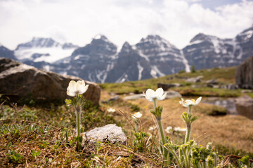 view of the Rocky mountains, near Moraine Lake and Lake Louise, Alberta, Canada