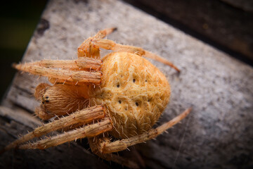 A big yellow spider close up