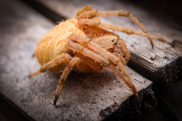 A big yellow spider close up