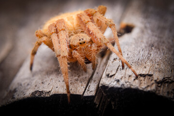A big yellow spider close up