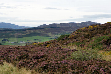Naklejka premium In the mountains of Ireland during wild heather bloom.