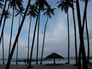 Silhouette of coconut trees a on the beach with umbrellas at Port Blair India
