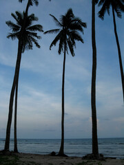 Silhouette of coconut trees on the beach of Port Blair in Andaman and Nicobar Islands India
