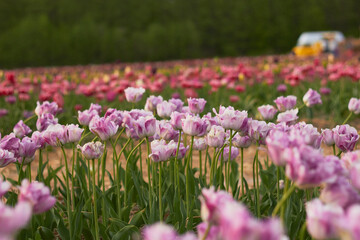 Obraz premium Beautiful colorful tulips at the tulip festival. Beauty of nature. Spring, youth, growth concept.