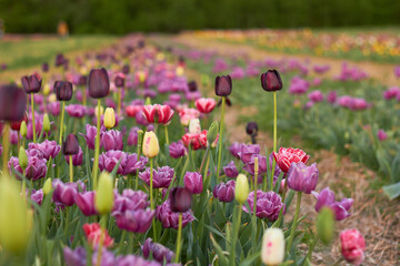 Beautiful colorful tulips
at the tulip festival.
Beauty of nature. Spring, youth, growth concept.