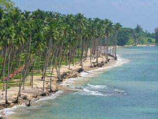 A view from above of Coconut trees in a row along the sandy beach with waves crashing on the shore at port blair

